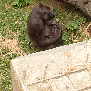 Hlala Kahilli and Ya Pili the gorillas at Jersey Zoo, 7 August 2003