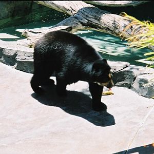 Bear at San Diego Zoo, 1 June 2002