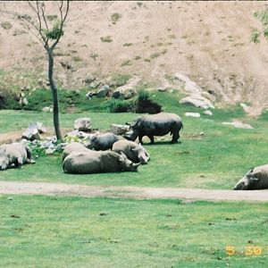 White Rhinos at San Diego Wild Animal Park, 30 May 2002