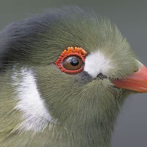 White cheeked tauraco