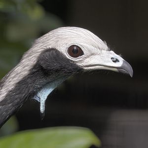 Common piping guan