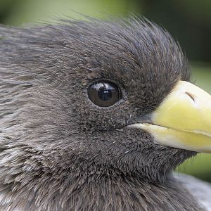 Western grey plantain eater
