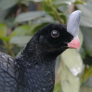 Southern helmeted curassow