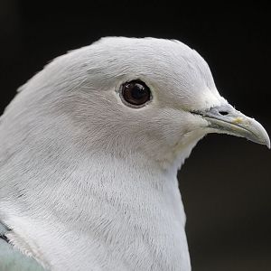 Green imperial pigeon