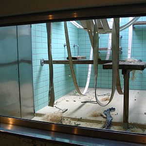 Bonobo indoor enclosure I