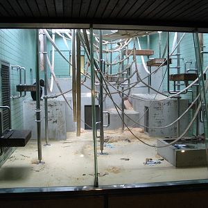 Bonobo indoor enclosure II