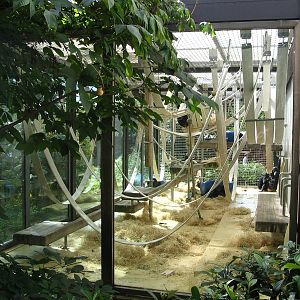 Bonobo outdoor enclosure I