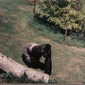 Jambo the gorilla at Jersey Zoo, 3 August 1992