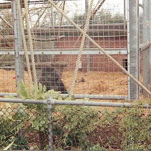 Kumba the gorilla at Chessington Zoo, 10 April 1994