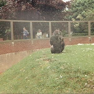 Mamfe the gorilla at Twycross Zoo, 12 June 1994