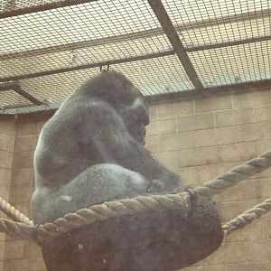 Jeremiah the gorilla at Bristol Zoo, 26 June 1994