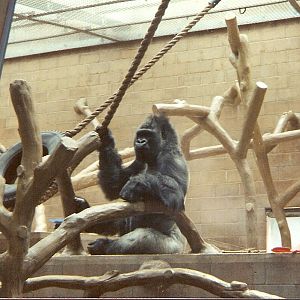 Daniel the gorilla at Bristol Zoo, 26 June 1994