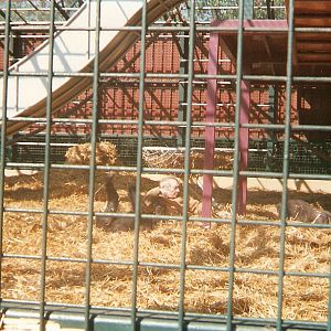 John Aspinall laying down with gorillas at Howletts Wild Animal Park, 25 Ma