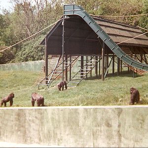 Gorillas at Port Lympne Zoo, 25 May 1997