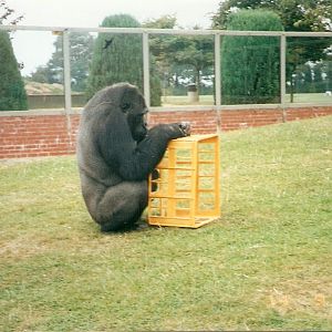 Sekondi the gorilla at Twycross Zoo, 14 September 2002