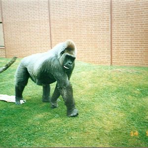 Joe the gorilla at Twycross Zoo, 14 September 2002