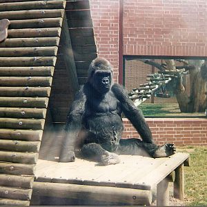 Joe the gorilla at Twycross Zoo, 1 August 1999