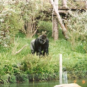 Jitu the gorilla at Blackpool Zoo, 9 July 2002