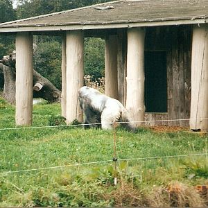 Samba and Nico the gorillas at Longleat Safari Park, 15 September 2002