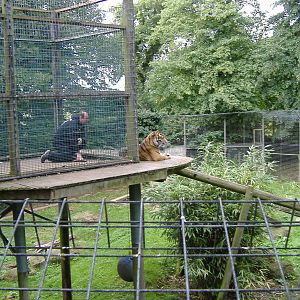 Sumatran Tiger at Thrigby Hall, 8 September 2008
