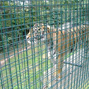 Sumatran Tiger at Thrigby Hall, 8 September 2008