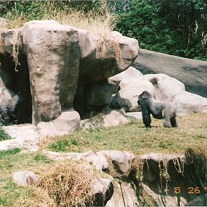 Gorillas at Los Angeles Zoo, 26 May 2002