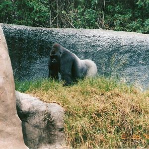 Caesar the gorilla at Los Angeles Zoo, 26 May 2002
