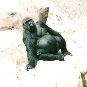 Rapunzel the gorilla at Los Angeles Zoo, 26 May 2002