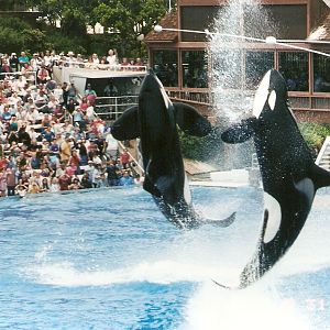 Orcas at Sea World San Diego, 31 May 2002