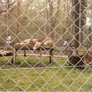Indus the Asiatic Lion at Marwell Zoo, 1 May 1988