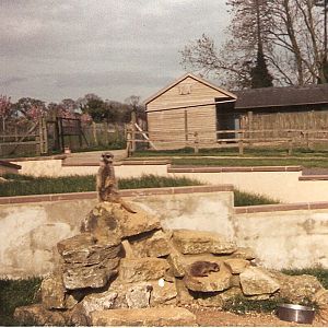 Meerkats at Marwell Zoo, 1 May 1988