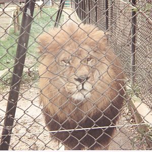 Simba the African lion at Chessington Zoo, 10 April 1994