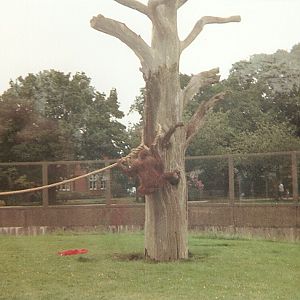 Orangutan at Twycross Zoo, 12 June 1994