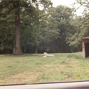 Chandi the tiger at Longleat Safari Park, 26 June 1994