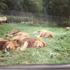 African lions at Longleat Safari Park, 26 June 1994