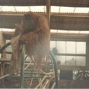 Orangutan at Chester Zoo, 16 July 1994