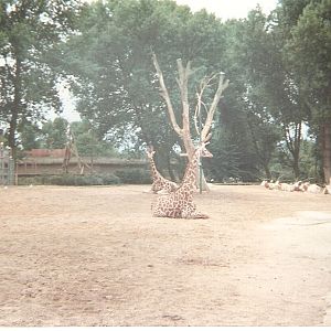 Giraffes at Chester Zoo, 16 July 1994