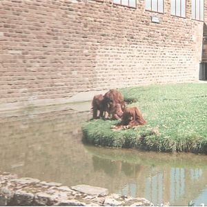 Orangutans at Chester Zoo, 16 July 1994