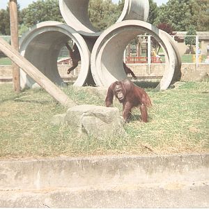 Orangutan at Blackpool Zoo, 17 July 1994