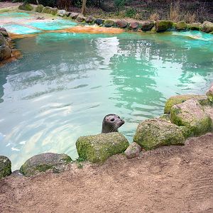 Habour-Seal enclosure at Grömitz
