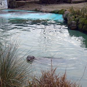 Habour-Seal enclosure at Grömitz