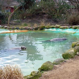 Habour-Seal enclosure at Grömitz