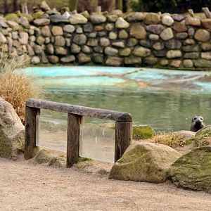 Habour-Seal enclosure at Grömitz