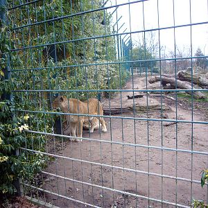 Lion enclosure