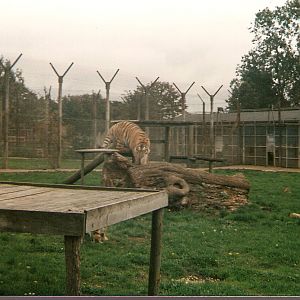 Amur Tiger at Marwell Zoo, 4 October 1995