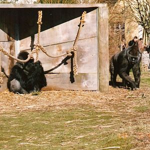 Bongo (Bobby) and Romina the gorillas at Bristol Zoo, 16 February 2003