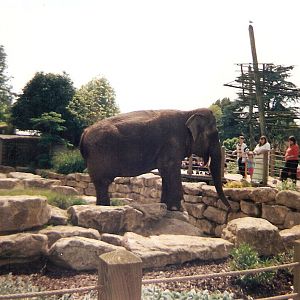 Wendy the Asian elephant at Bristol Zoo, 28 May 1999