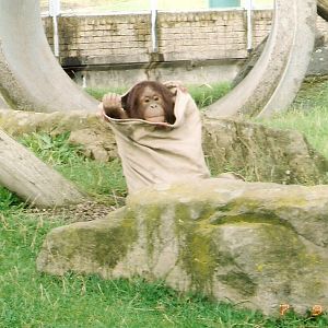 Orangutan at Blackpool Zoo, 9 July 2002