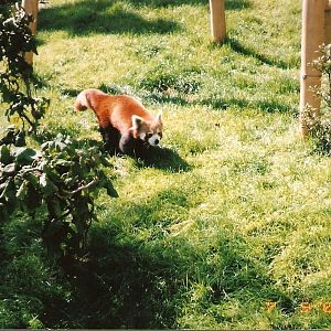 Red Panda at Blackpool Zoo, 9 July 2002