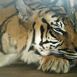 Sleeping Indochinese Tiger